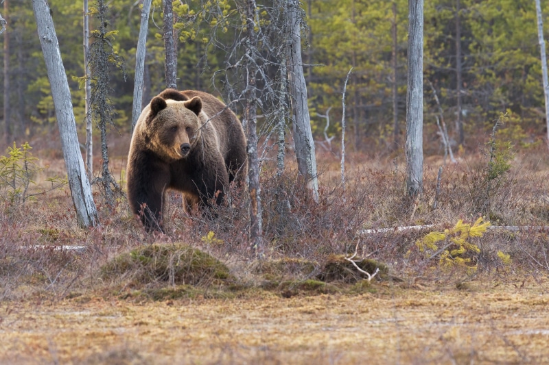 animals in the wild, forest, nature, grizzly bear, day, grass, outdoors, bear, wild, no people, 2K, plant, oso, land, animal wildlife, wildlifephotography
