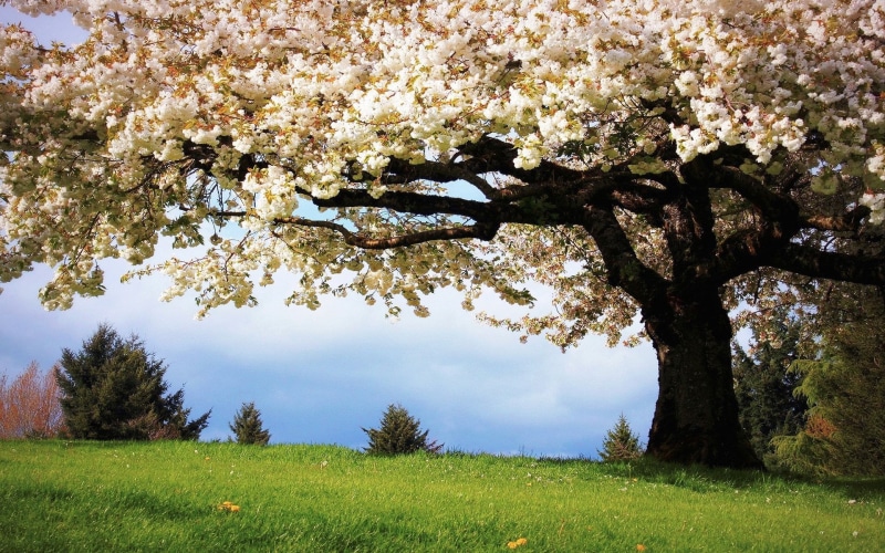 naturaleza, primavera, flor, cerezo, 1080P
