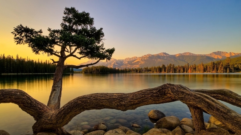 4K, paisaje, arbol, rio, viejo