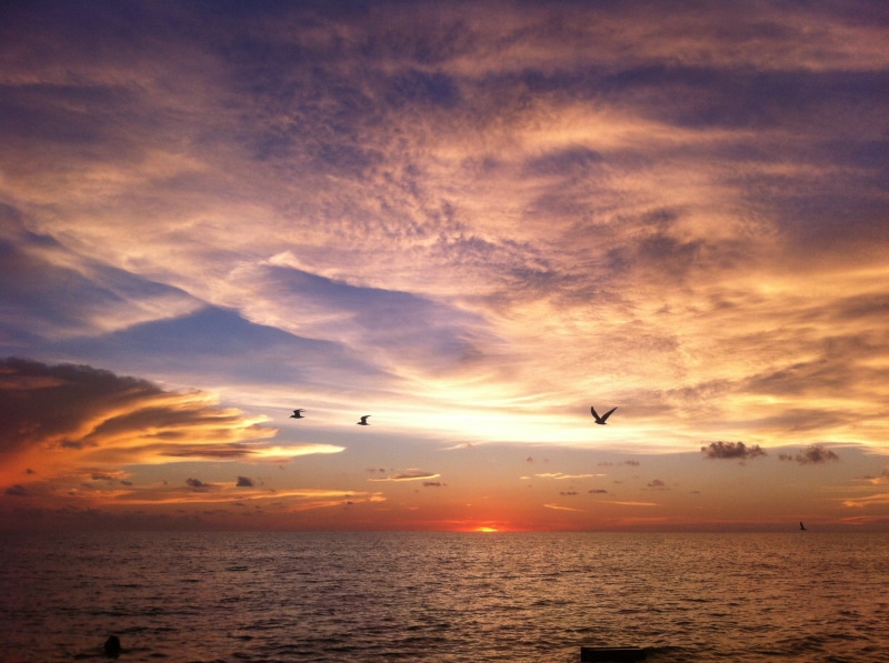 beauty in nature, animals in the wild, orange color, sky, water, flying, animal wildlife, bird, horizon, outdoors, arena, tranquil scene, sunset, sea, 2K