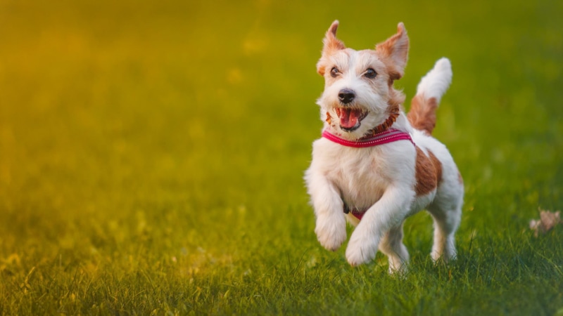 animales, corre, 2K, hierba, perro