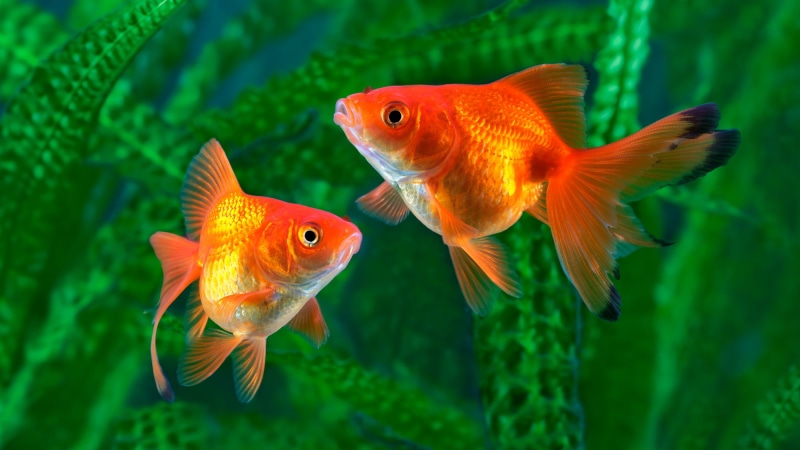 1080P, peces, animales