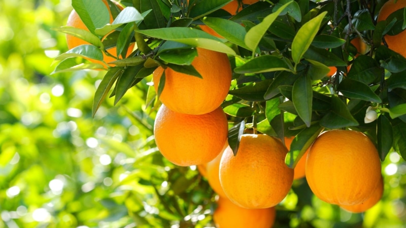 arbol, naturaleza, naranjas, 1080P, frutas