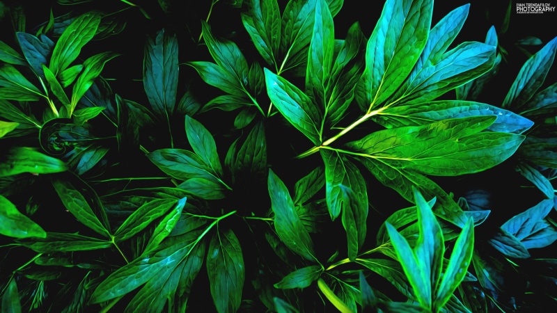2K, hojas, verdes, naturaleza