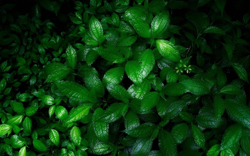 food and drink, high angle view, close-up, green color, beauty in nature, water, backgrounds, no people, growth, verdes, food, hojas, leaves, freshness