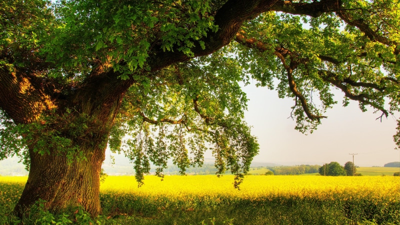 roble, naturaleza, viejo, arbol, 4K