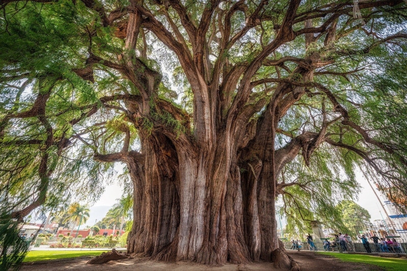 naturaleza, del, tule, 720P, arbol