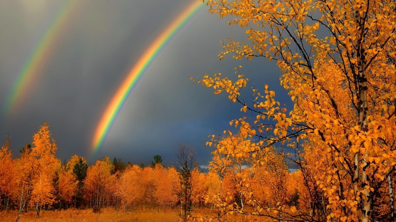 idyllic, landscape, forest, rain, environment, non-urban scene, plant, autumn, rainbow, 1080P, naturaleza, outdoors, yellow, change, land, nature, bosque