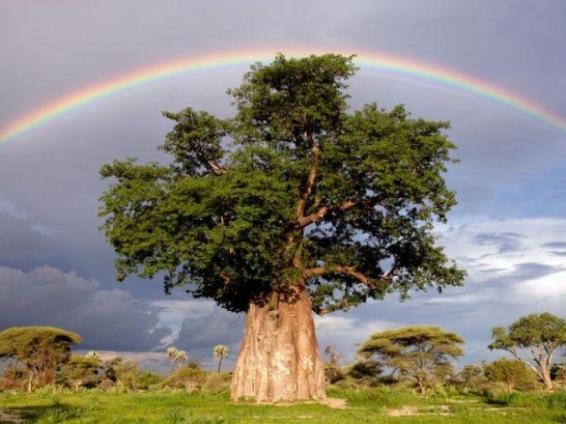 solitario, 720P, naturaleza, baobab, arco, iris, arbol