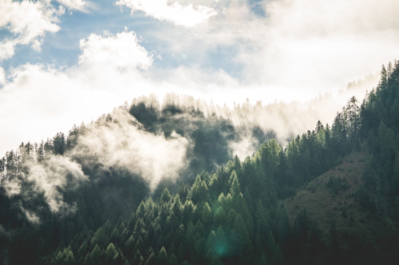 tranquil scene, nature, land, morning, growth, woodland, pine tree, pine woodland, scenics - nature, 4K, tranquility, fresh air, idyllic, beautiful, sky