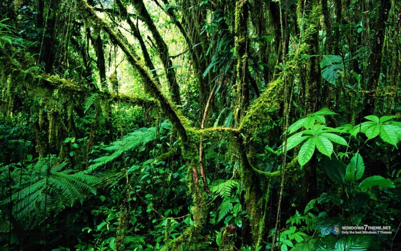 plantas, vida, animais, 1080P, mundo, bonito, arvores, verde, nature and landscapes, natureza