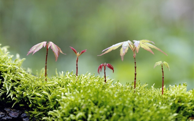nature and landscapes, vida, 1080P, plantas, pequenas, natureza