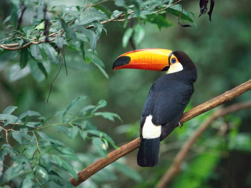art, 480P, Bird, Ave, animals, toucan, nature, Animais, hd, birds, Natureza