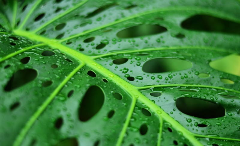 no people, growth, freshness, outdoors, green, agua, wet, drops, leaves, natural pattern, raindrops, selective focus, plant part, leaf vein, close-up, pattern