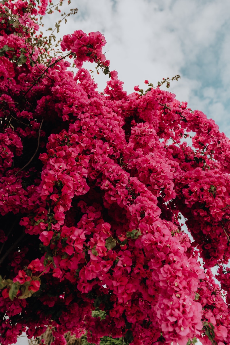 vibrant, flower, low angle view, nature, close-up, vulnerability, summer, red, tree, traditional, luz, 5K, day, pink tree, blossom, magenta, white, botany