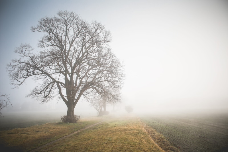 land, environment, 4K, no People, plant, bare tree, tree, rural Scene, agriculture, road, Foggy, tranquil Scene, landscape, mist, season, beauty in nature