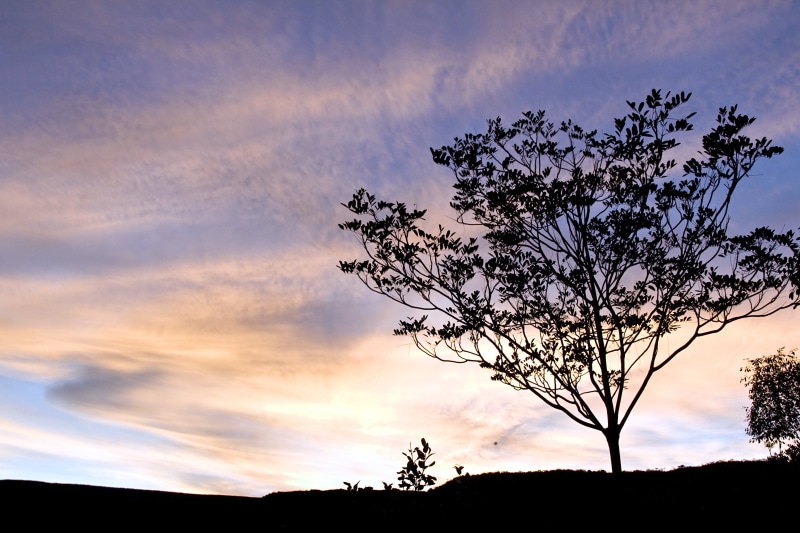 nordeste, bahia, north  east, landscape, Bahía, blue  rose, mountains, salvador, Chapada  Diamantina  national  park, cloudy, outdoors, 2K, sky, tree