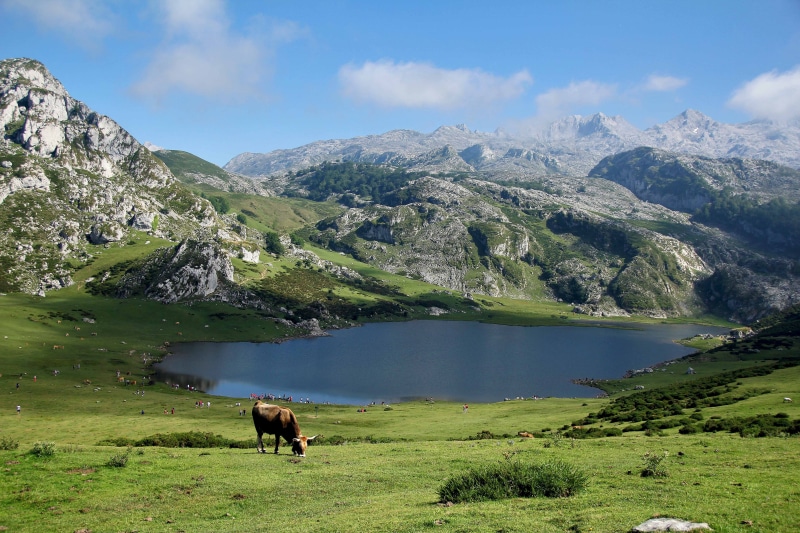 meadow, mammal, land, animals in the wild, green, park, one animal, relax, tree, plant, rural Scene, Landscape, scenics, sky, summer, mountain landscape