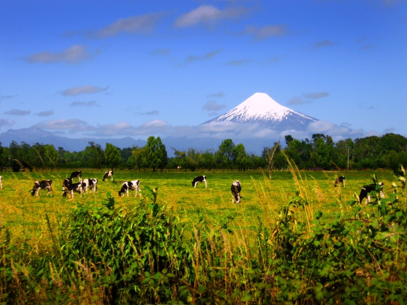 animal themes, tree, environment, camino a pto. clocker, nature, land, no people, bosque, campo, volcano, field, mammal, vertebrate, volcan, cow, group of animals