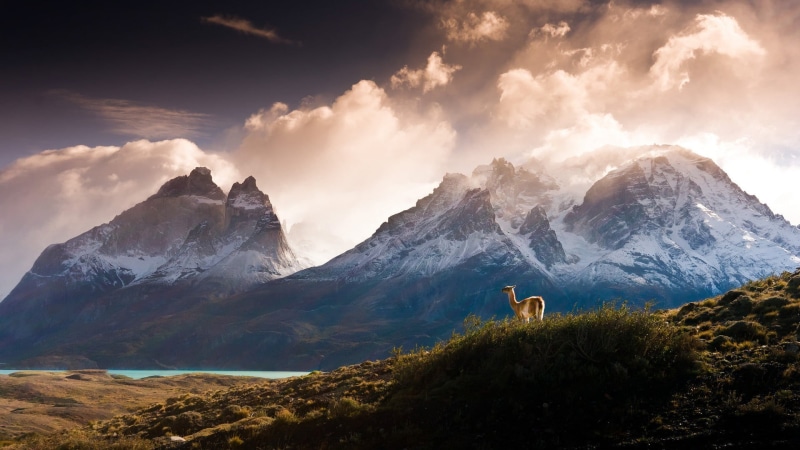 leisure activity, scenics - nature, landscape, hills, brown, beauty in nature, outdoors, nature, mountain, Torres del Paine, winter, forest, mountain peak