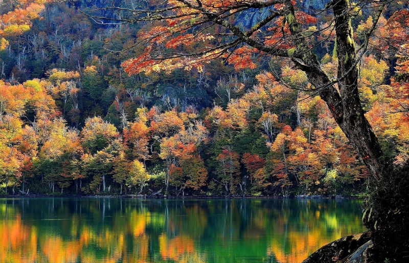 non-urban scene, water, Chile, trees, idyllic, outdoors, scenics - nature, tranquility, lake, tranquil scene, autumn, plant, beauty in nature, forest, orange color
