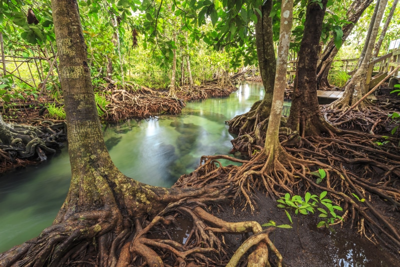 tropical, landscape, lake, 5K, mangrove, river, tree, beautiful, emerald, forest