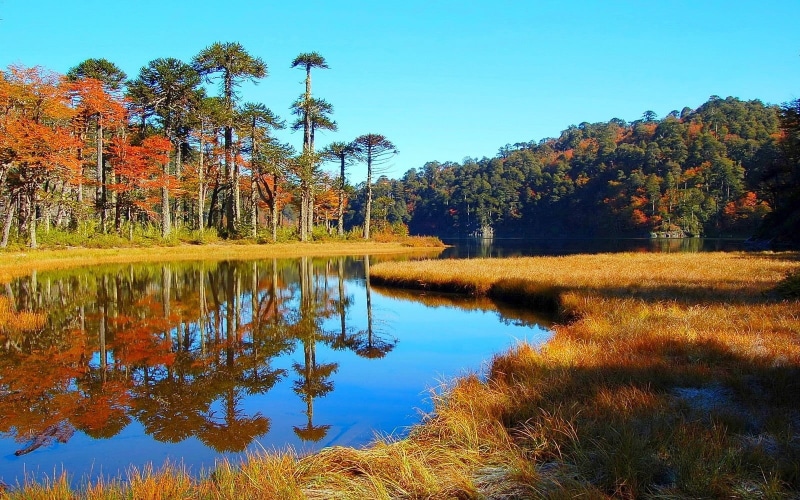 idyllic, forest, plant, fall, no people, scenics - nature, white, Chile, change, sky, lake, tree, trees, house, beauty in nature, water, reflection, waterfront