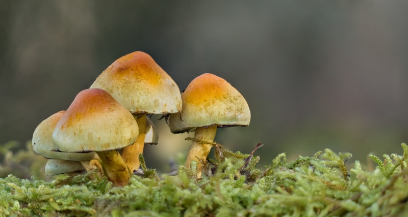 autumn, 1080P, brown, mushroom, season, nature, animals, Panasonic, macro, fungus, freshness, Lumix, close-up, forest, cap, food, FZ, ground, plant, Focus