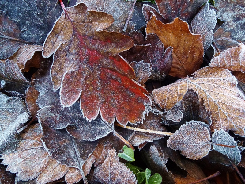 dry, autumn, backgrounds, season, pile, 4K, frost, nature, plant, leaf, leaves, brown, red, First Frost, oak, forest, dried