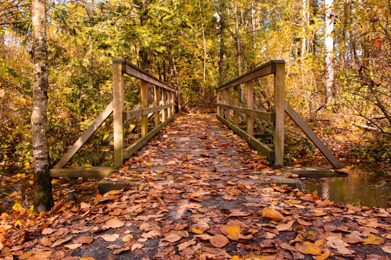 no People, change, plant part, leaves, plant, diminishing perspective, footpath, Bridge, beauty In Nature, tree, wood - Material, Leaves, nature, travel