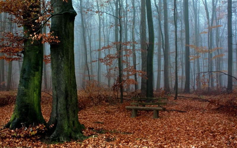 land, forest, tranquility, sunbeam, day, tree, footpath, woodland, october, plant part, spooky, scenics, branch, orange Color, magic, nature, change, beauty In Nature