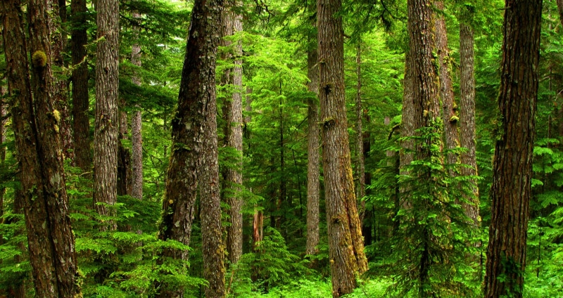 Coast, landscape, Wet, tree, woodland, moss, summer, nature, conifers, trees, odegaard, rainforest, outdoors, bush, green Color, viridian, conifer, 2K