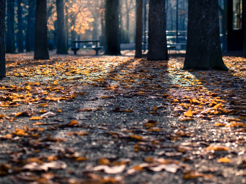 treest, fall, trunk, autumn, season, october, brown, falling, fallen, leaves, yellow, nature, angle, dried, shot, colors, tranquil, sunlight, park - Man Made Space