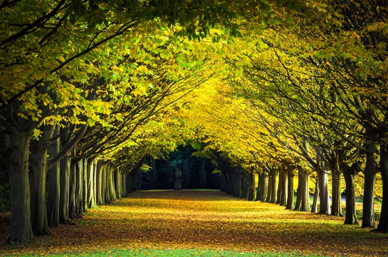 outdoors, photo, autumn colours, nature, season, 1080P, autumn, Anglesey Abbey, yellow, forest, walk, footpath, landscape, UK, park - Man Made Space, wimpole hall