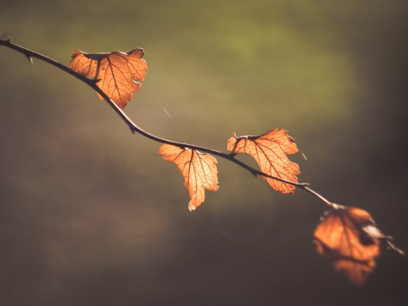 Blätter, autumn colours, Helios 44, bokeh, Peach, photo, vibrant Color, plant, season, lens, backgrounds, mood, moody, orange Color, forest, close-up, autumn  leaves