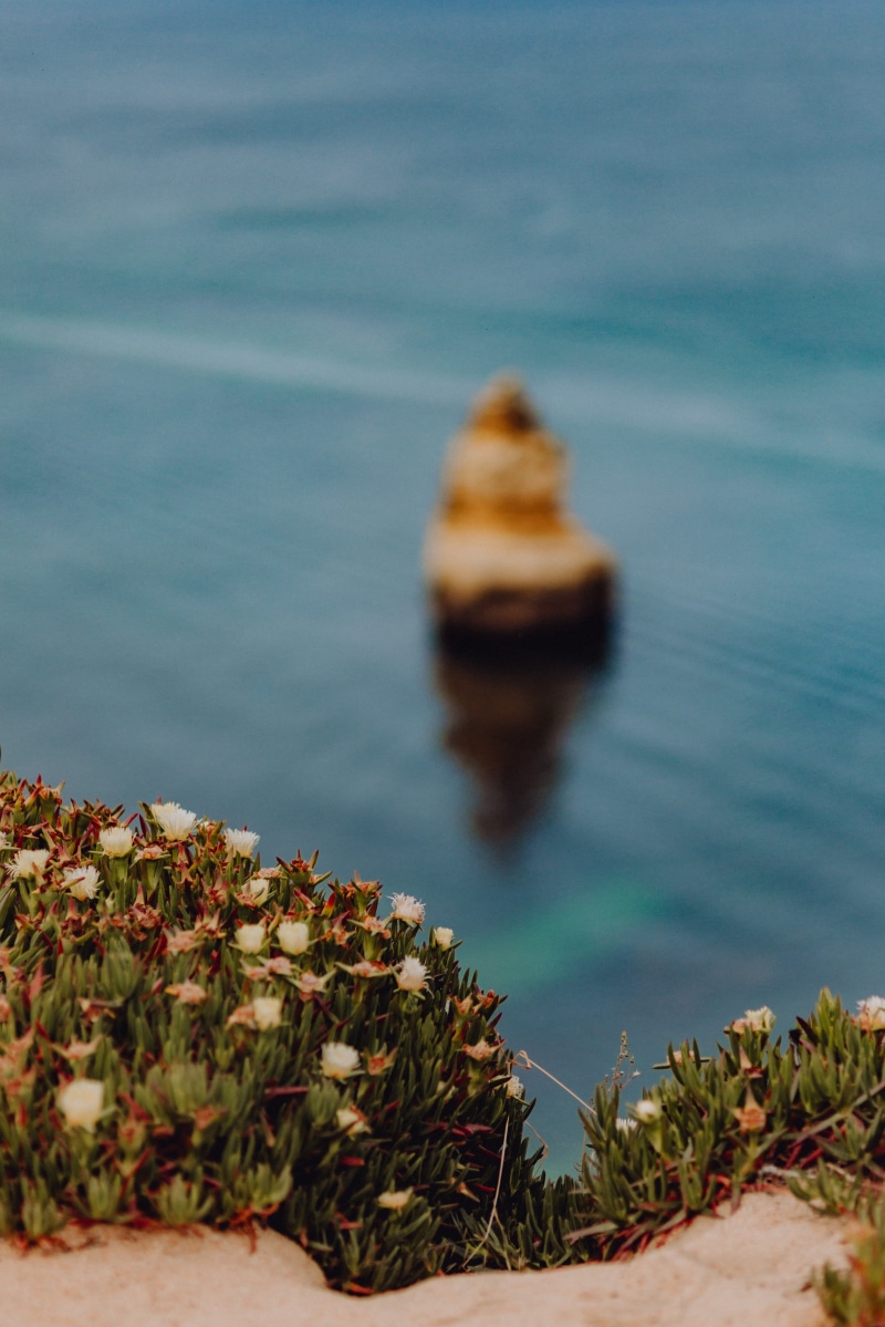 flower, vacation, sea, summer, Europe, ocean, nature, blurred motion, portugal, waterscape, vacations, 4K, seascape, selective focus, tranquil scene, scenics - nature