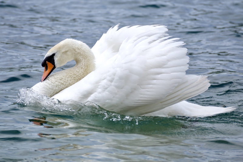 one animal, aquatic, mute swan, wave, lake, wan, feather, swan, waterfront, daytime, beautiful, body of water, bird, no people, black and white, pride