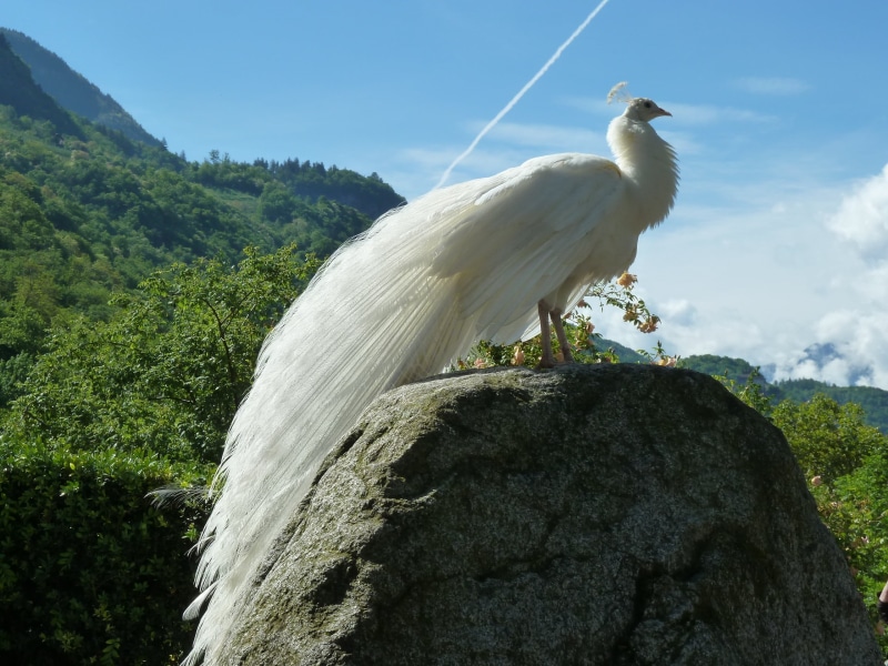 day, vertebrate, tree, water, motion, rock - object, animals in the wild, photo, animal themes, rock, flowing water, sky, majestic, white, bird, peacock