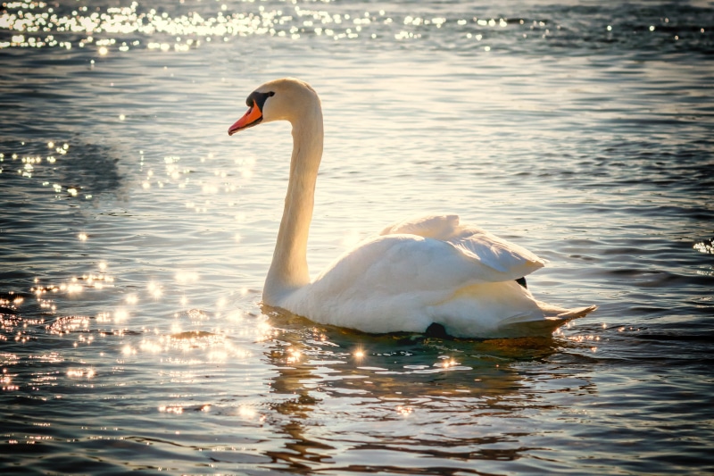one animal, swan, mute swan, animal neck, animal, white, swimming, vertebrate, water bird, romantic, mirroring, poultry, white color, lake, reflection
