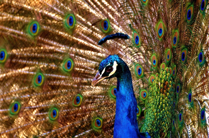 tail, multi Colored, animals in the wild, wheel, animal wildlife, one animal, close-up, fanned out, animal, peacock feather, elegance, color Image, color