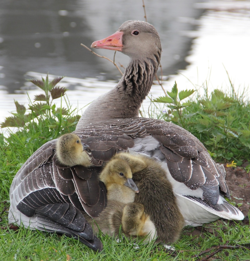 animal world, water bird, species, animal children, 2K, domestic bird, animal wildlife, close, fauna, near, gray, water, cute, mother and children, animal family