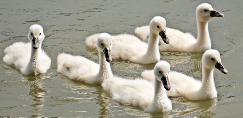 young animal, body, birds, creature, swimming, baby swans, young swan, water bird, vertebrate, bird, charming, young bird, beautiful, animal, six, pride
