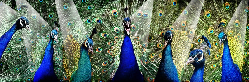 star, stars, indian, tree, day, Stage, vanity, multi Colored, Feather, peafowl, famous, peacock feather, animal wildlife, pattern, backgrounds