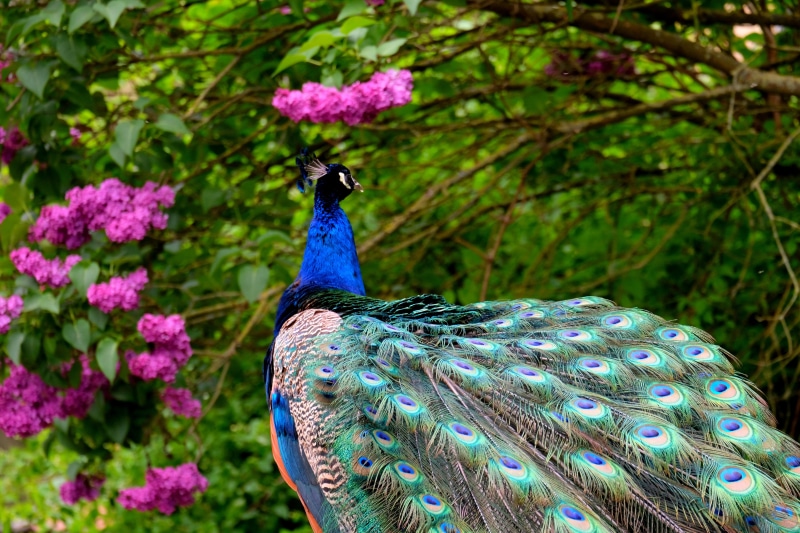 beautiful, bird, peacock feathers, flower, plant, animal head, plumage, vertebrate, males, garden, animals in the wild, majestic, nature, multi colored