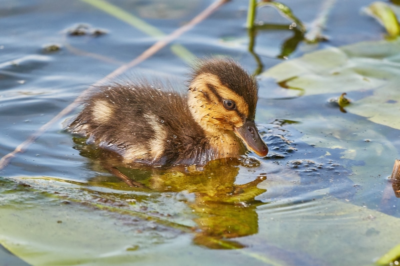 swimming duck, bird, male, animal world, animals in the wild, plumage, close, animal themes, swim, water bird, cygnet, aquatic animals, swimming, feather