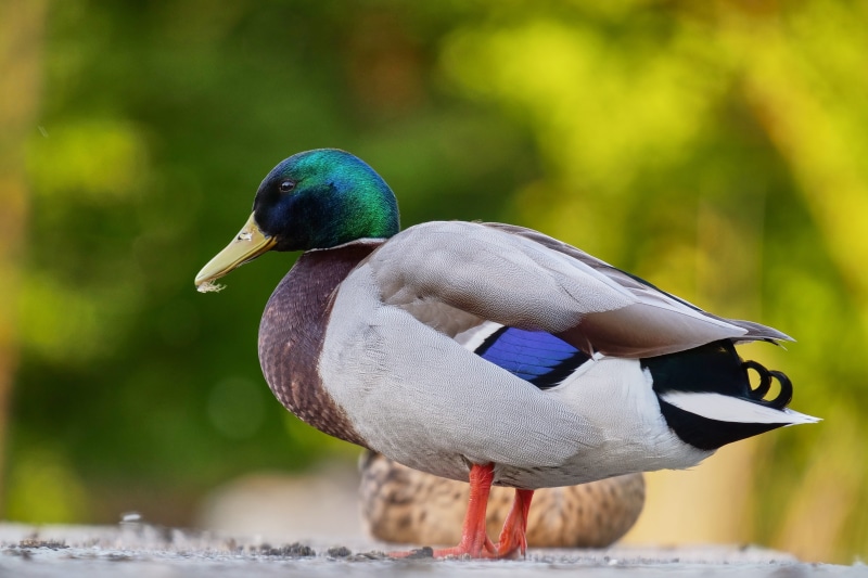 river, males, mallard, full length, outdoors, no people, beak, animals in the wild, Water Bird, duck bird, garden pond, focus on foreground, feather, male