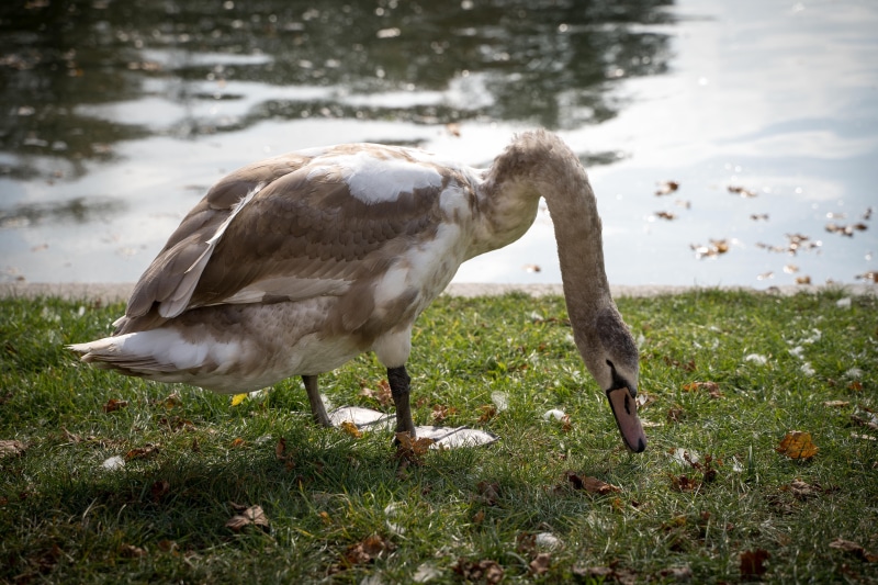 pride, no people, lake, animal wildlife, 5K, beach, white swan, waters, day, gray swan, swan, birds, bird, water, animal themes, swim, elegant, bill, one animal