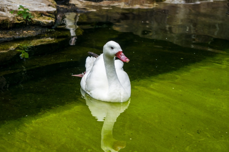 lake, nature, floating on water, day, animal, poultry, animal world, animals in the wild, animal wildlife, pride, one animal, reflection, cygnet, white