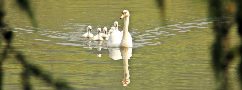 outdoors, young swan, beautiful, wildlife photography, swan family, baby swan, nature, animal, baby swans, cygnet, bird, geese, 4K, animal themes, poultry