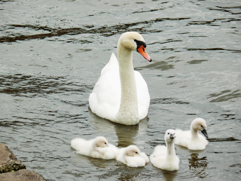 bird, cute, animal themes, water bird, gooseneck, young bird, duck, bill, mute swan, animal wildlife, nature, plumage, swim, care, vertebrate, young animal